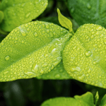 Fris groen blad met regendruppels